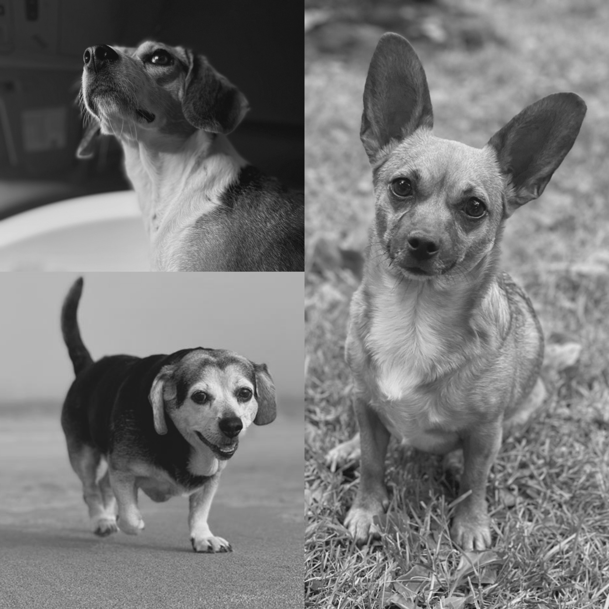 Daisy, Rosie and Zelda